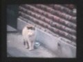 고양이 영화[본편]
