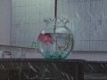 금붕어[본편]