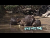 리틀 비버[예고편]