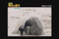 황제펭귄 펭이와 솜이 [기타]
