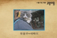 고양이 춤 [기타]