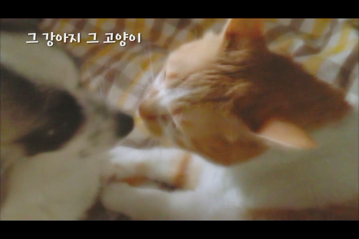그 강아지 그 고양이[기타]