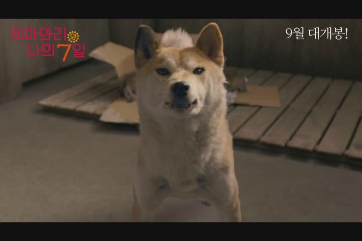 히마와리와 나의 7일[예고편]