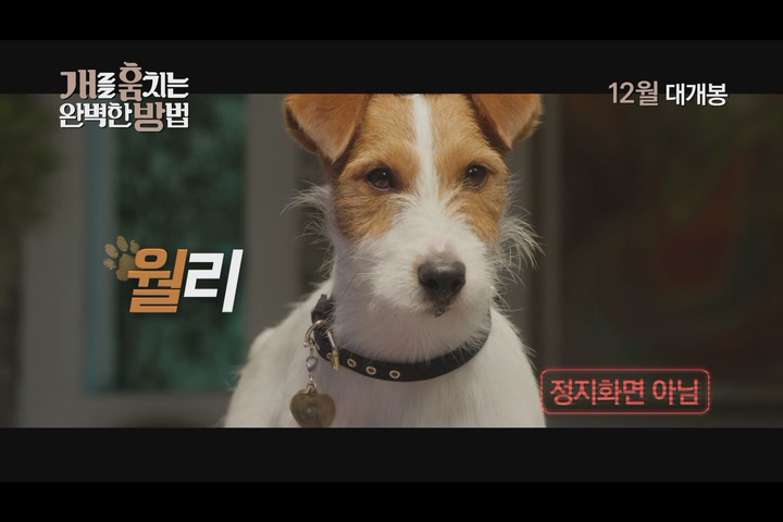 개를 훔치는 완벽한 방법[예고편]