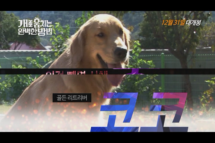개를 훔치는 완벽한 방법[기타]