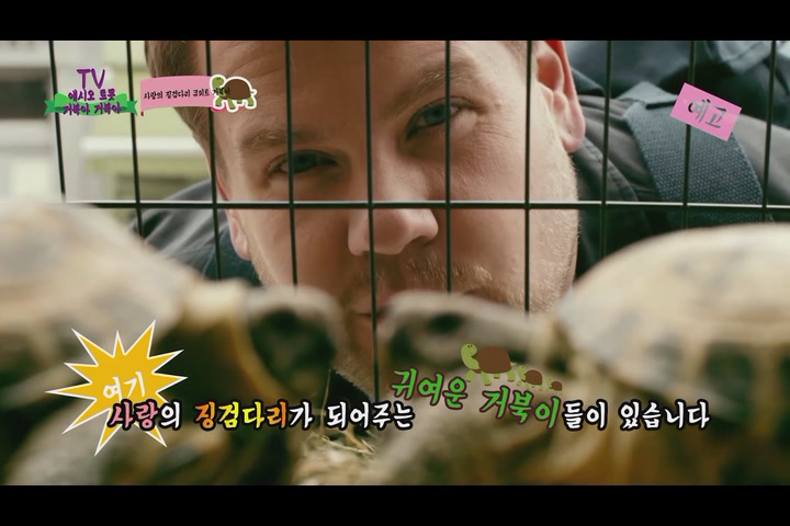 에시오 트롯: 거북아 거북아[기타]