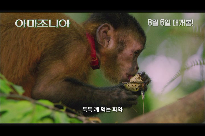 아마조니아[기타]