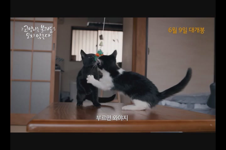 고양이는 불러도 오지 않는다[예고편]