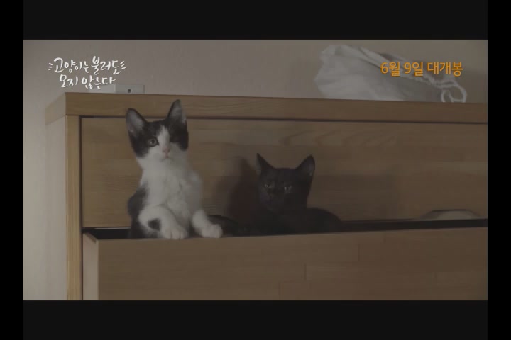 고양이는 불러도 오지 않는다[기타]