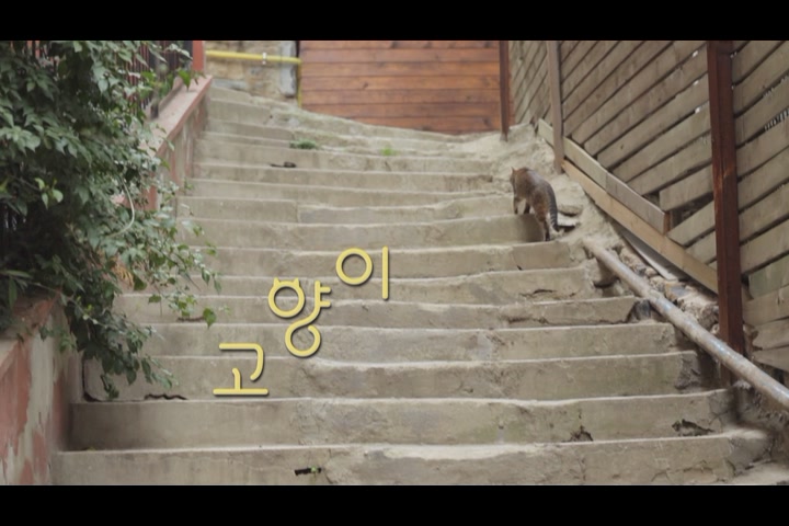 고양이 케디[예고편]