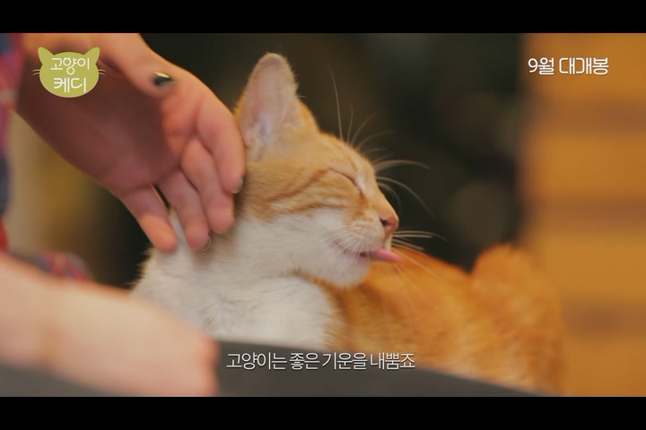 고양이 케디[예고편]