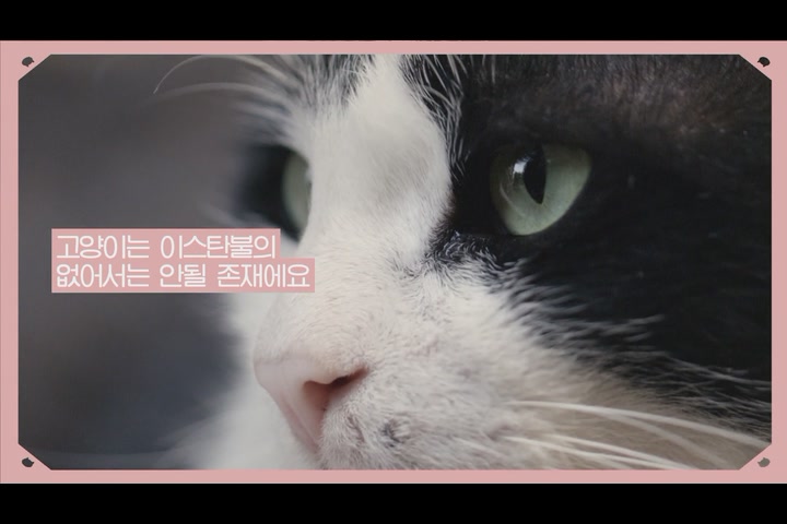 고양이 케디[예고편]