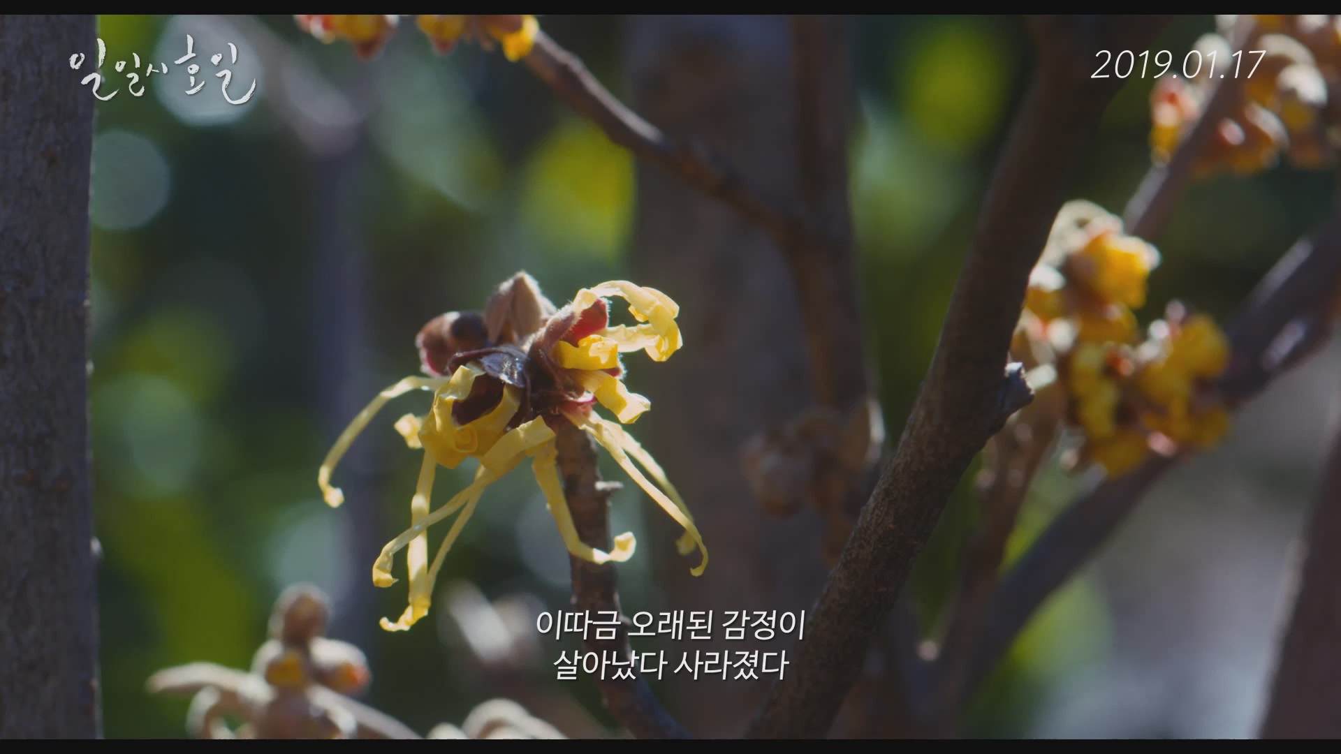 일일시호일[예고편]