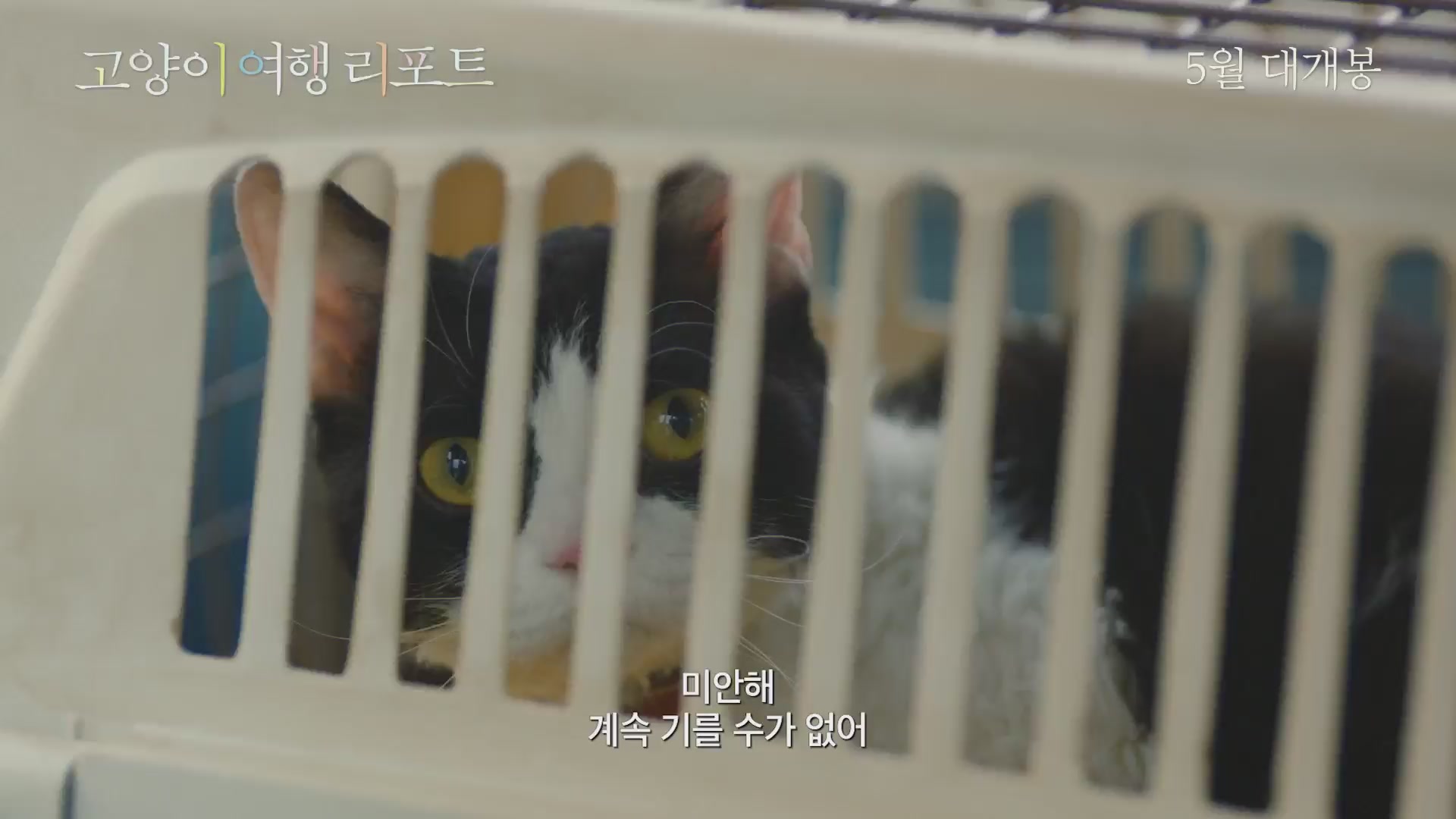 고양이 여행 리포트[예고편]