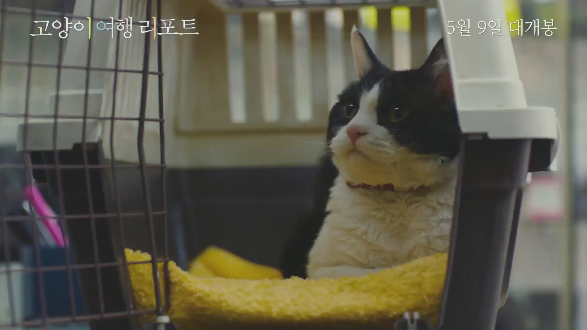 고양이 여행 리포트[예고편]
