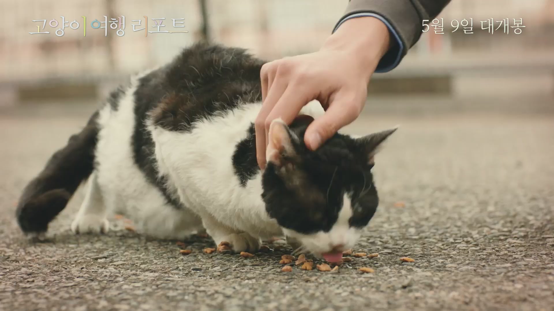 고양이 여행 리포트[기타]