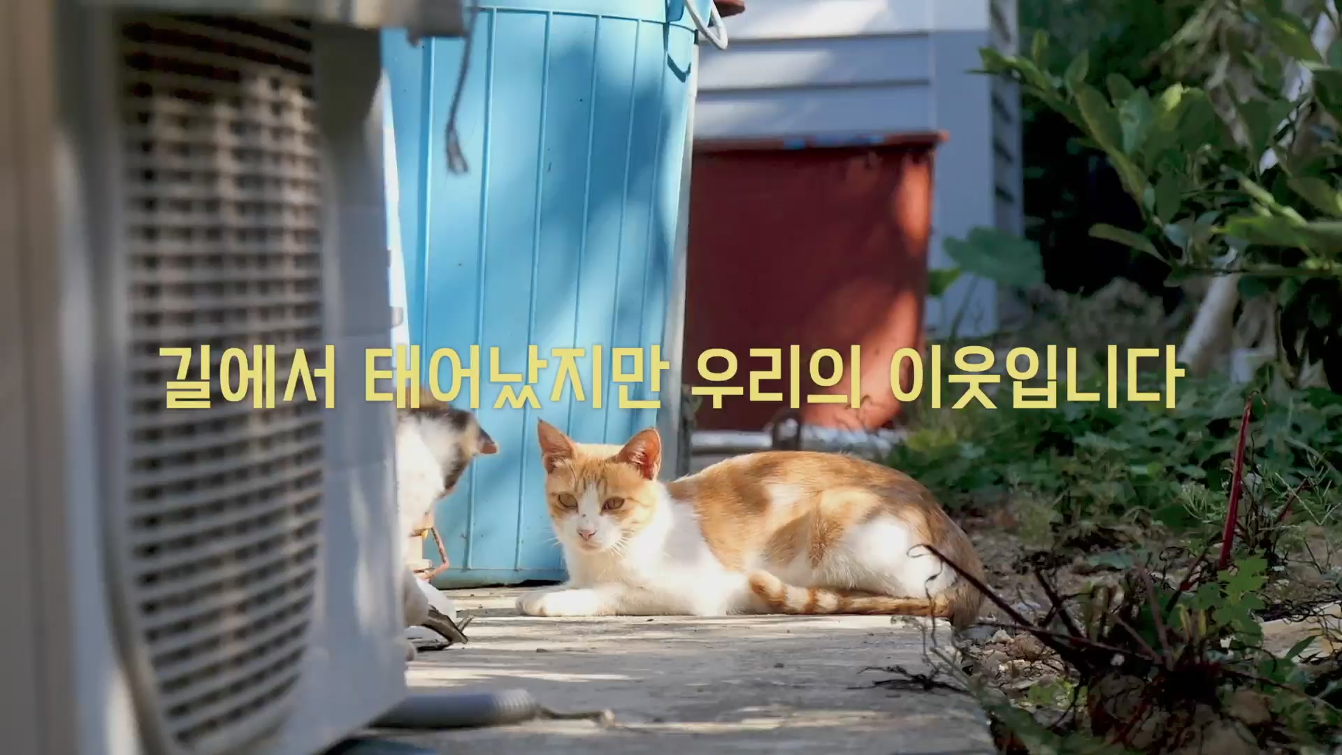 고양이 집사[기타]