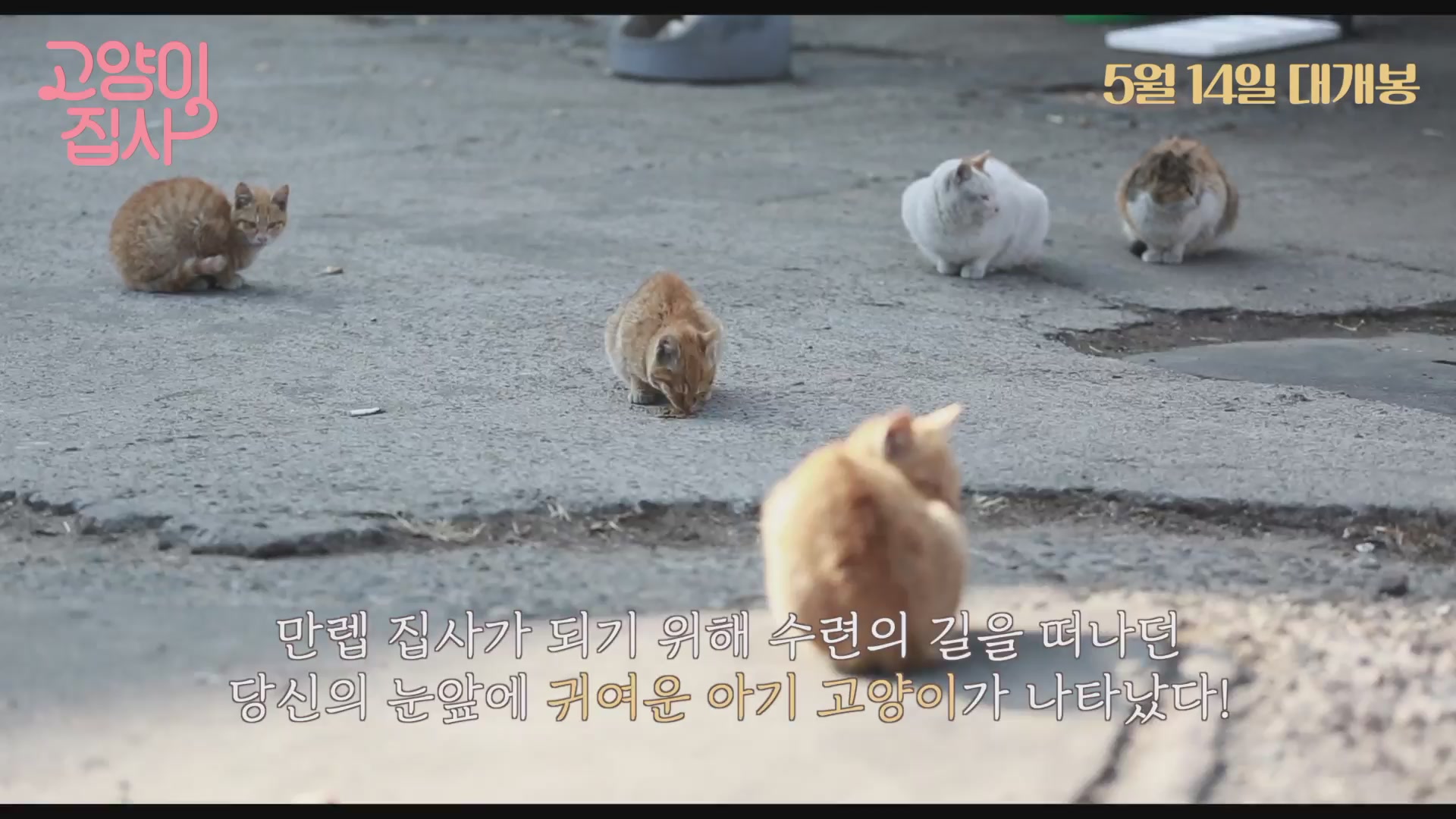 고양이 집사[기타]