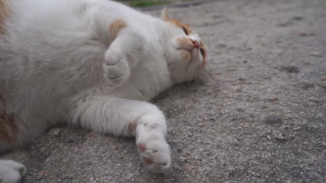 꿈꾸는 고양이[뮤직비디오]
