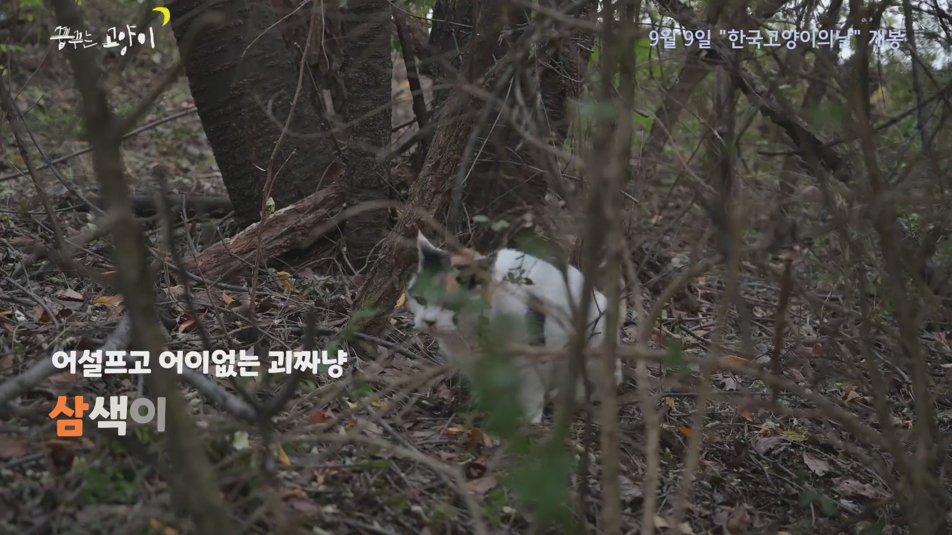 꿈꾸는 고양이[기타]