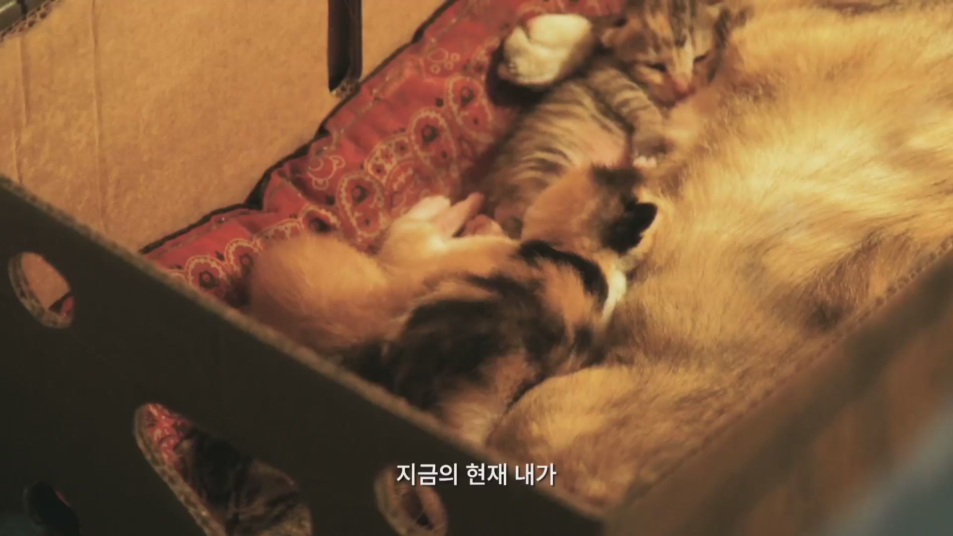 울림의 탄생[예고편]