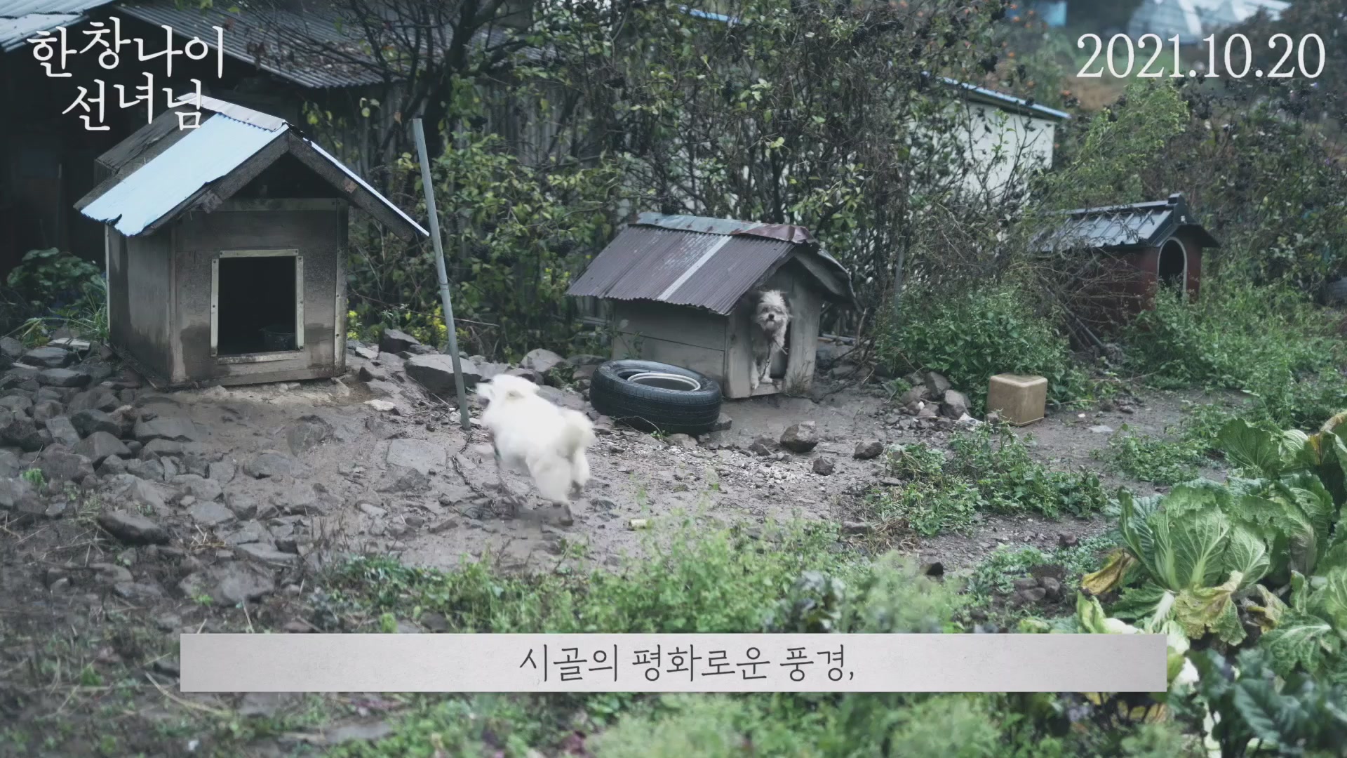 한창나이 선녀님[기타]