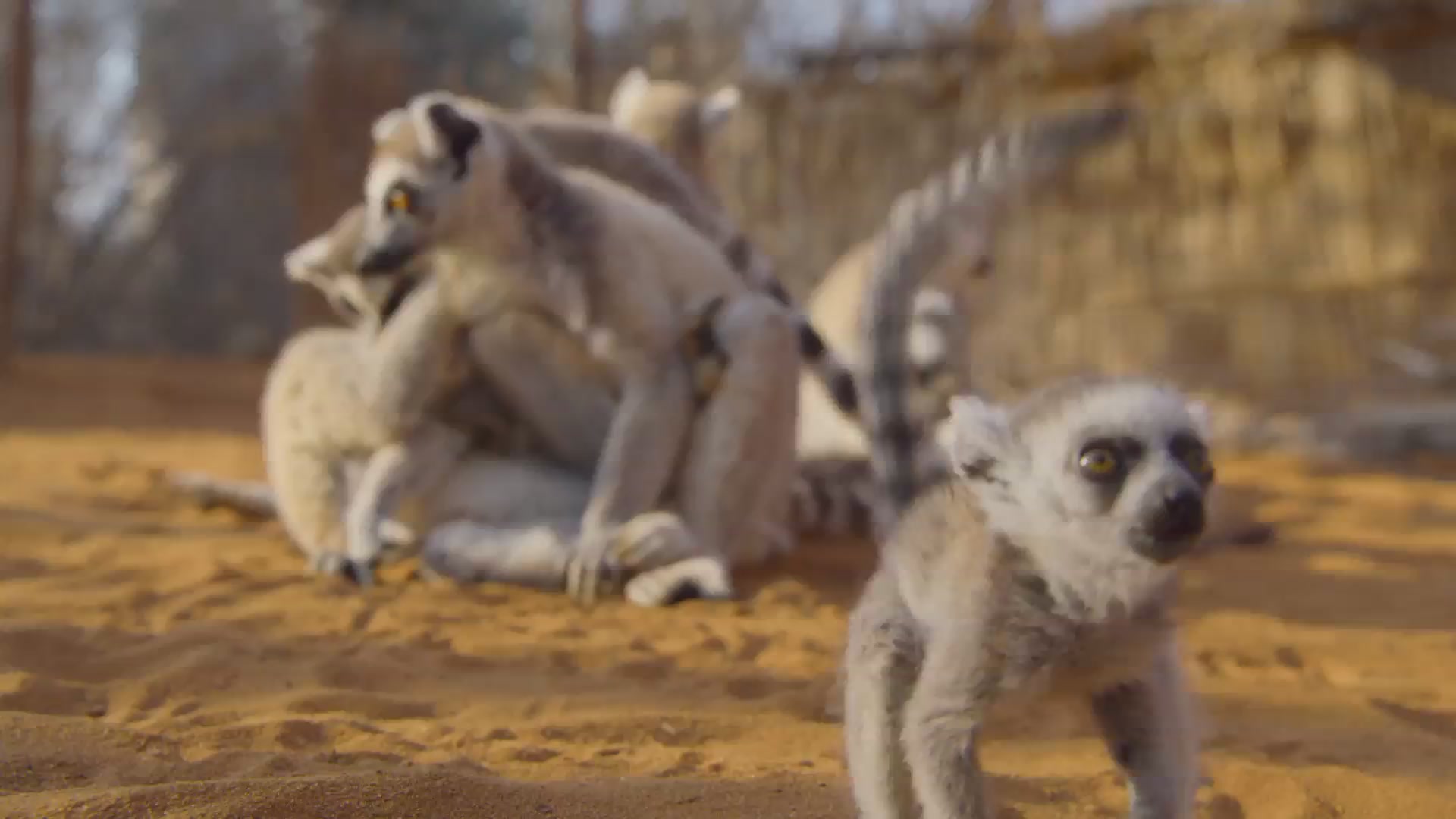 다시, 야생으로[예고편]